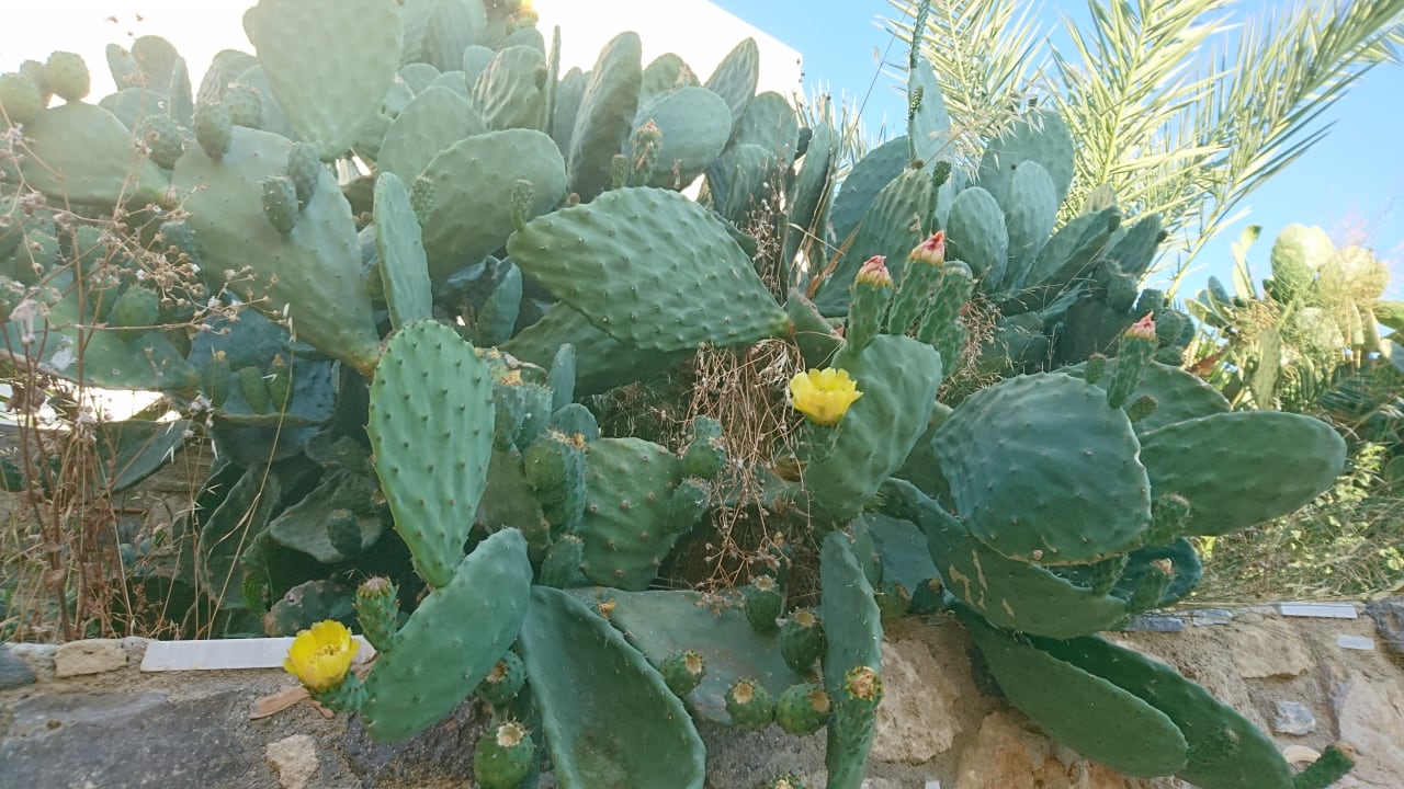 Gartenanlage Hotel Kouros Palace