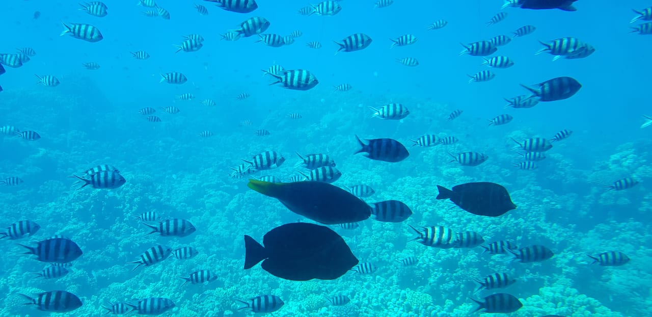 Strand Cleopatra Luxury Resort Makadi Bay