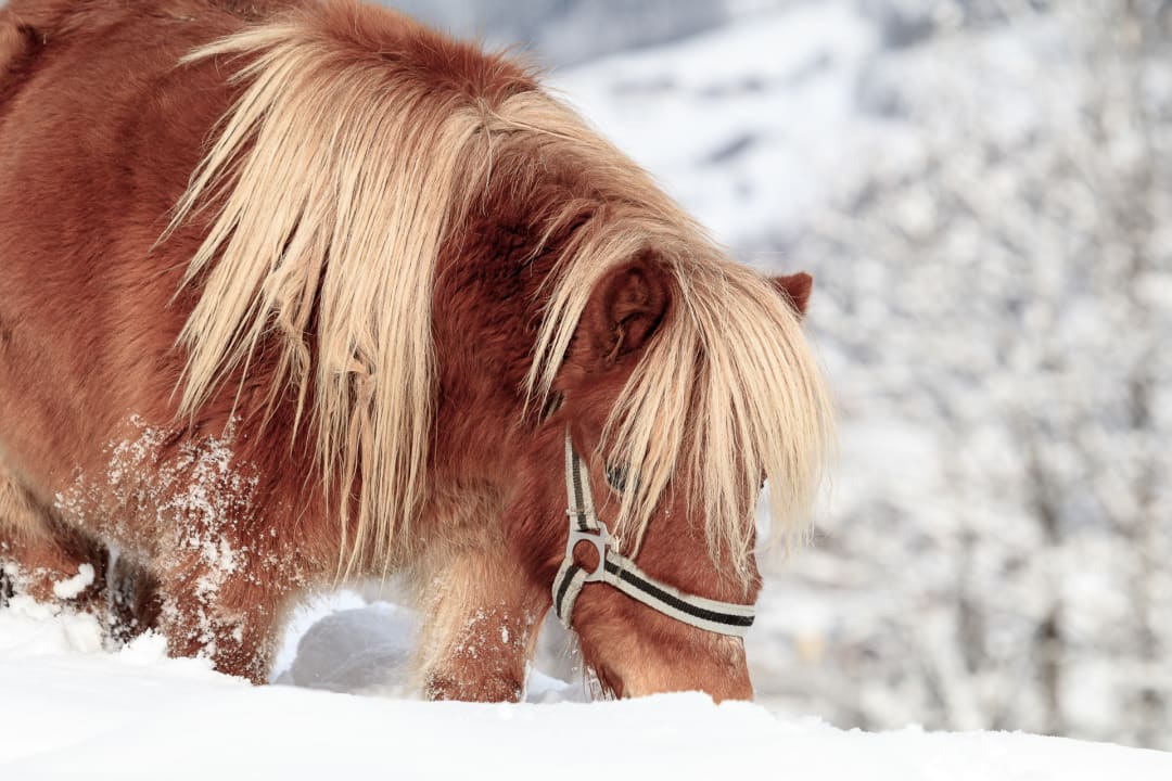 Sonstiges Bauernhof Christernhof