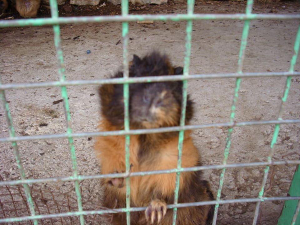 Kleintierzoo Club Tuana Fethiye