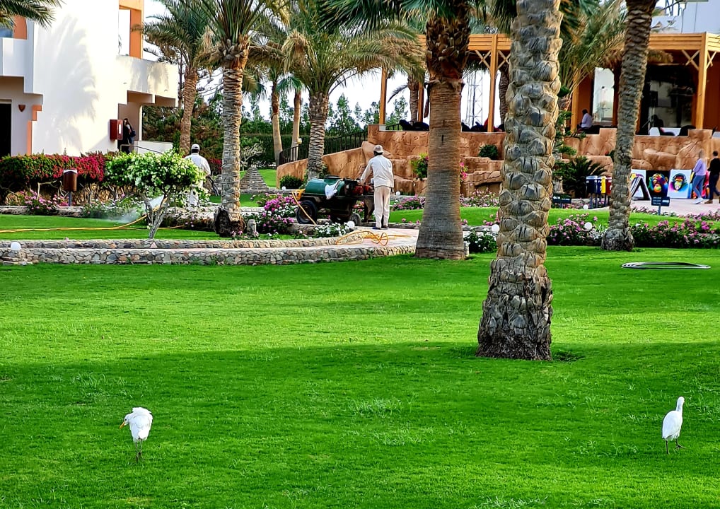 Gartenanlage Three Corners Sea Beach Resort