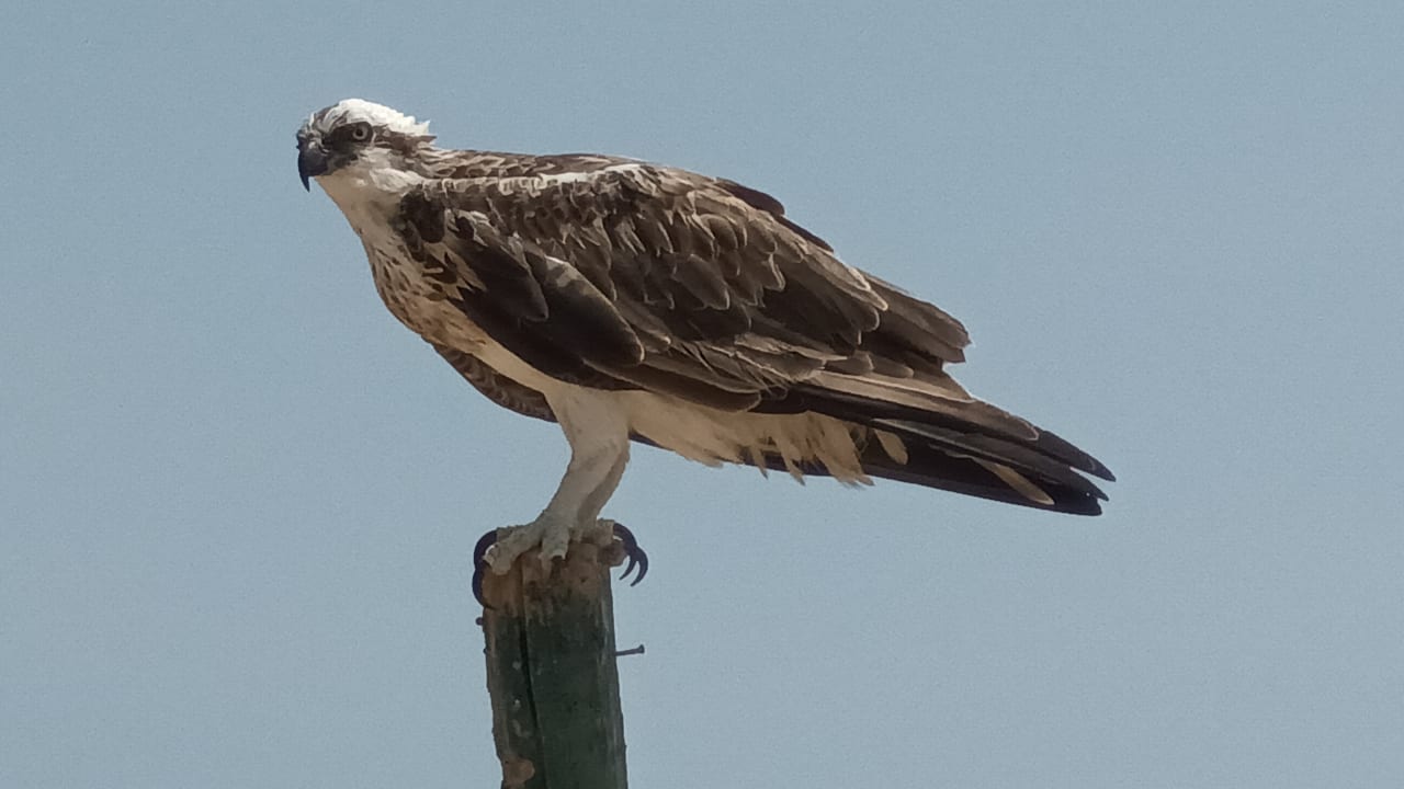 Sonstiges Sentido Akassia Beach