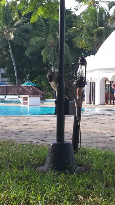 Affenbesuch am Pool Hotel Southern Palms Beach Resort