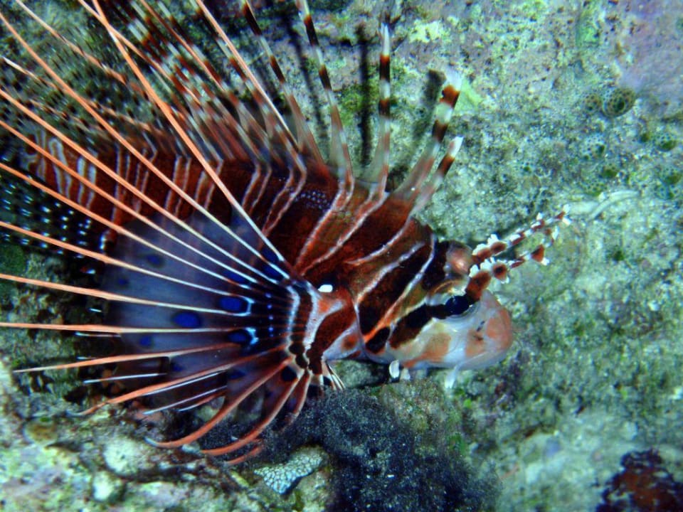 Rotfeuerfisch Filitheyo Island Resort