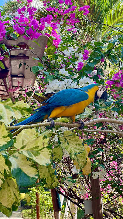 Gartenanlage Villa Maria Tayrona, a Kali Hotels