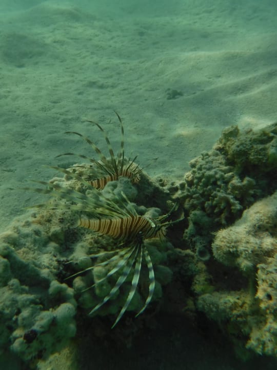 Sport & Freizeit Jaz Costa Mares (Adults Only)