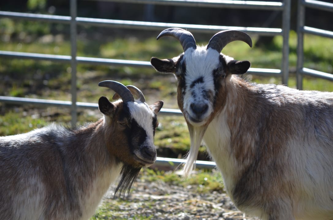 Sonstiges Ferienhof Buchberger