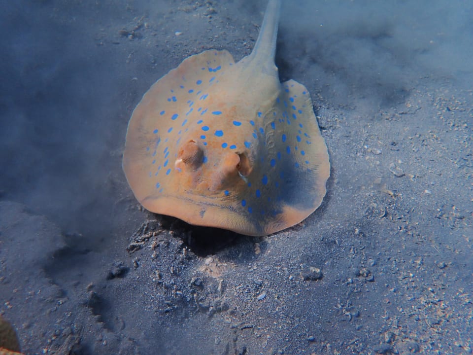 Sport & Freizeit Fort Arabesque Resort, Spa & Villas