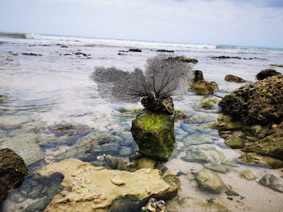 Strand Akumal Bay Beach & Wellness Resort