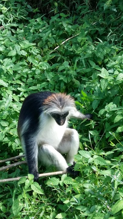Garten Royal Zanzibar Beach Resort