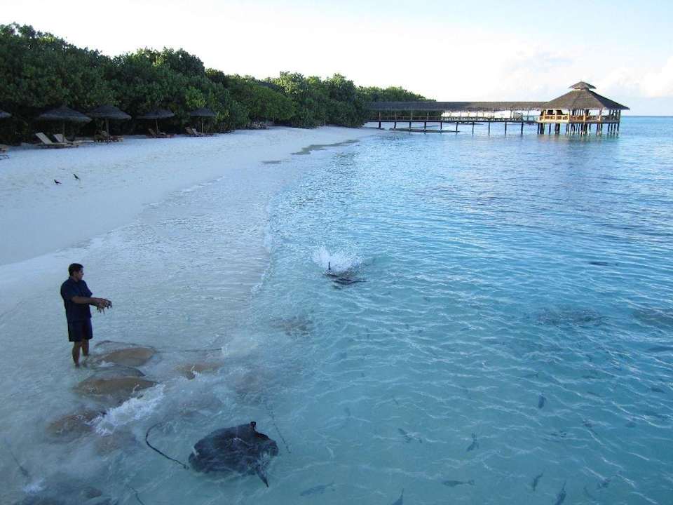 Rochenfütterung NH Collection Maldives Reethi Resort