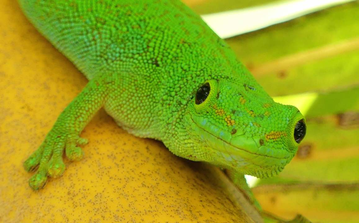 Gartenanlage Villas Cote d'Or Footprints