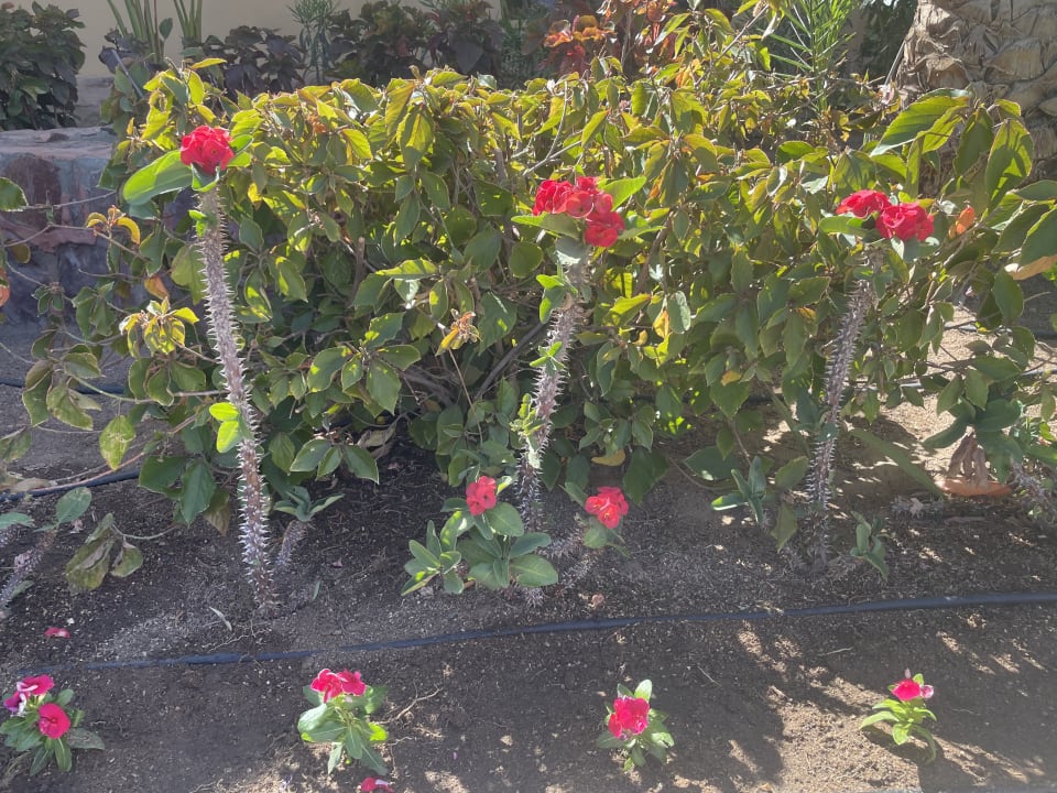 Gartenanlage Steigenberger Coraya Beach - Adults only