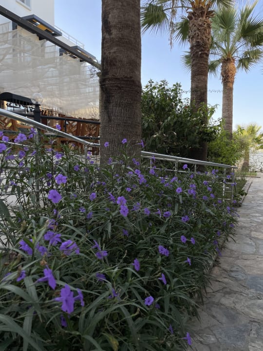 Gartenanlage Charm Beach Hotel