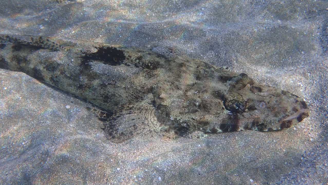 Sonstiges Shams Alam Beach Resort