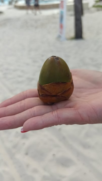 Sonstiges Tropical Deluxe Princess