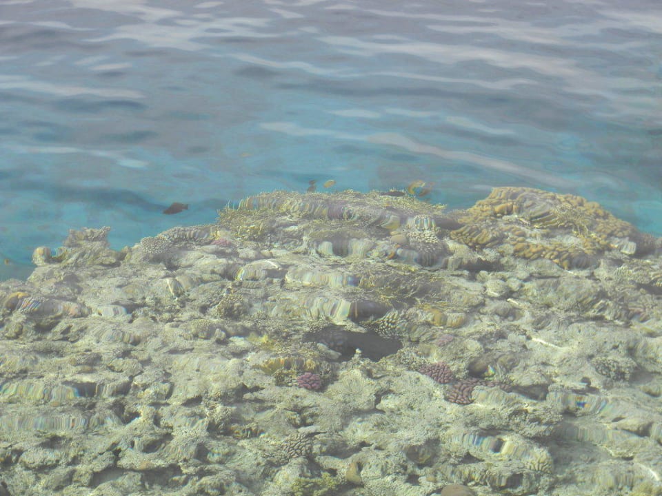 Das Hausriff Sharm Plaza