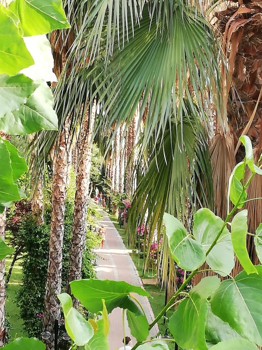 Gartenanlage Hotel Gardenia Beach
