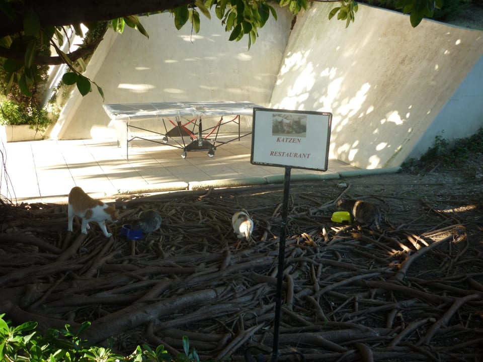 Katzenrestaurant Side Star Elegance