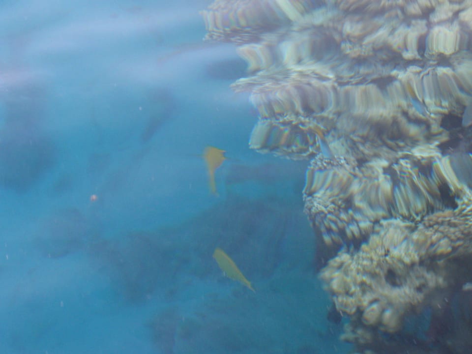 Große und kleine Fische SENTIDO Reef Oasis Resort