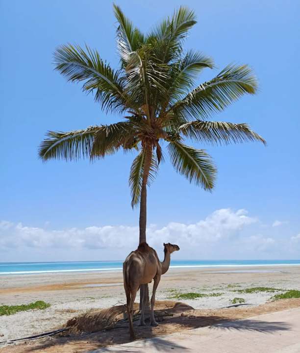 Ausblick Salalah Rotana Resort