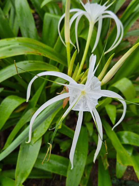 Gartenanlage Pullman Phuket Arcadia Naithon Beach