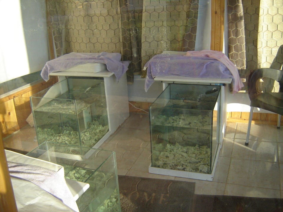 Dr. Fisch Three Corners Sea Beach Resort