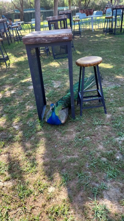 Gartenanlage Diamond Excellence Resort & Spa