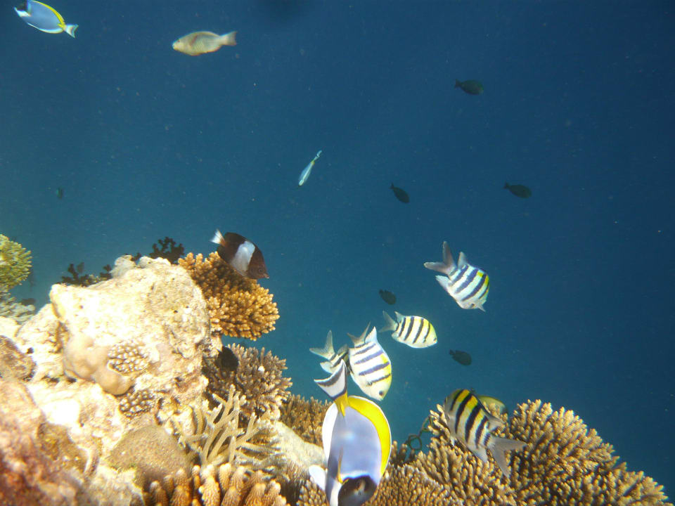 Hausriff Vilamendhoo Island Resort & Spa