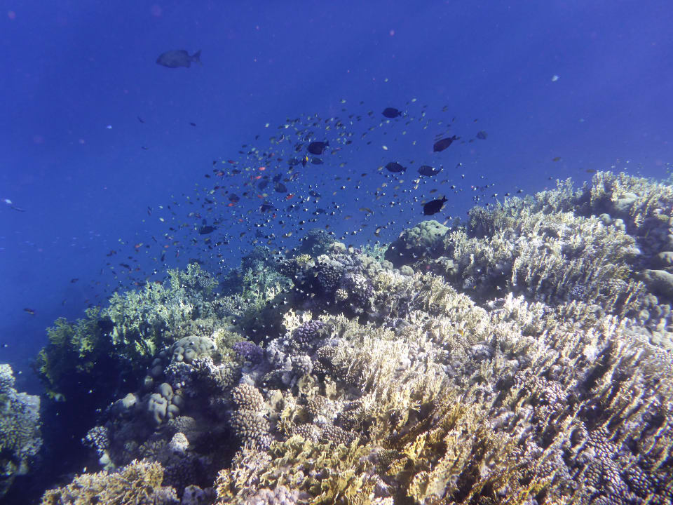 Strand Novotel Marsa Alam Beach Resort