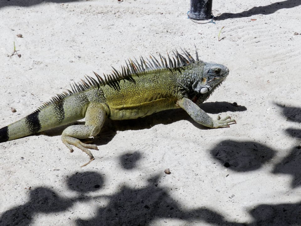 Daily visitor Sunscape Curaçao Resort, Spa & Casino