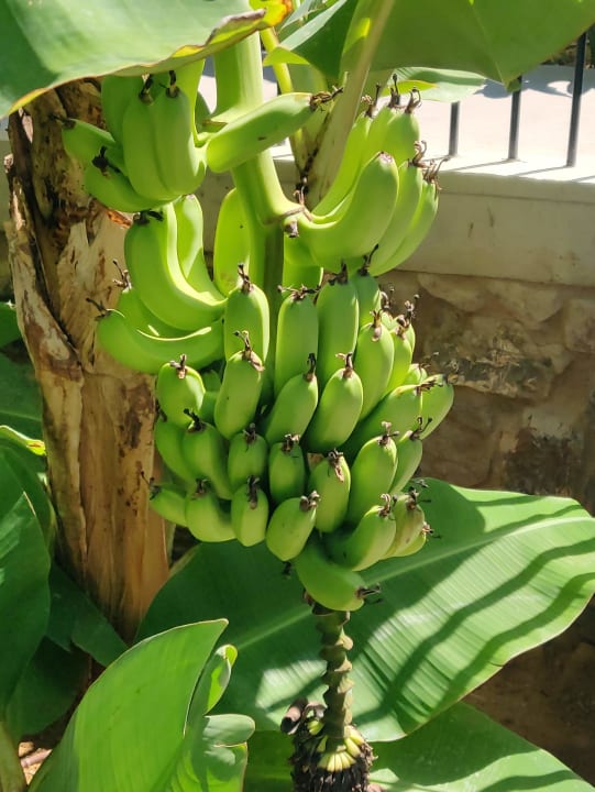 Gartenanlage Domes Zeen Chania, a Luxury Collection Resort, Crete