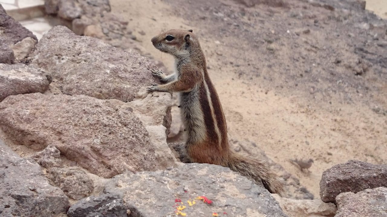 Streifenhörnchen H10 Tindaya