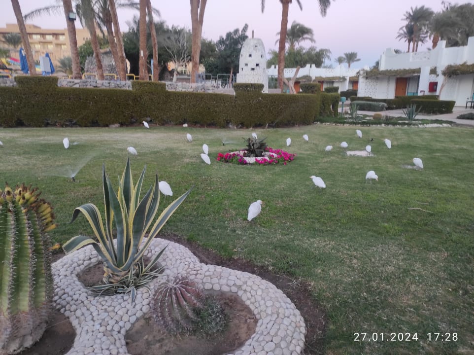 Gartenanlage Shams Safaga Resort
