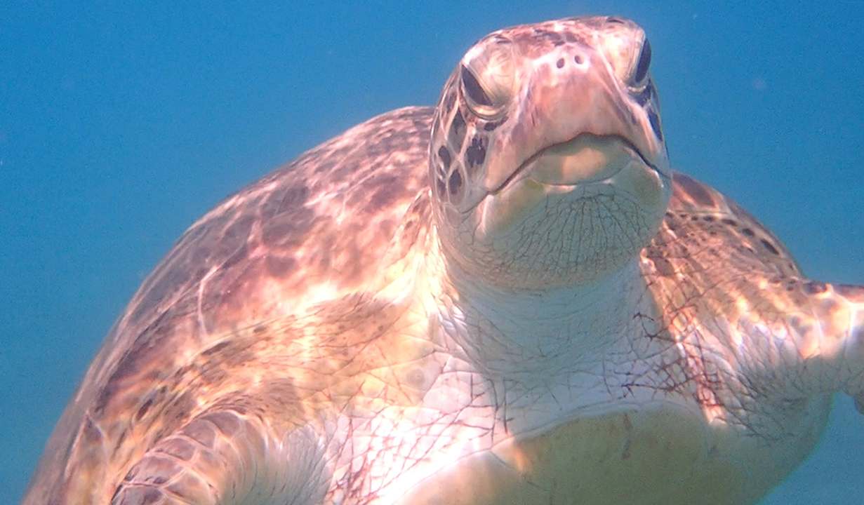 Sonstiges Shams Alam Beach Resort