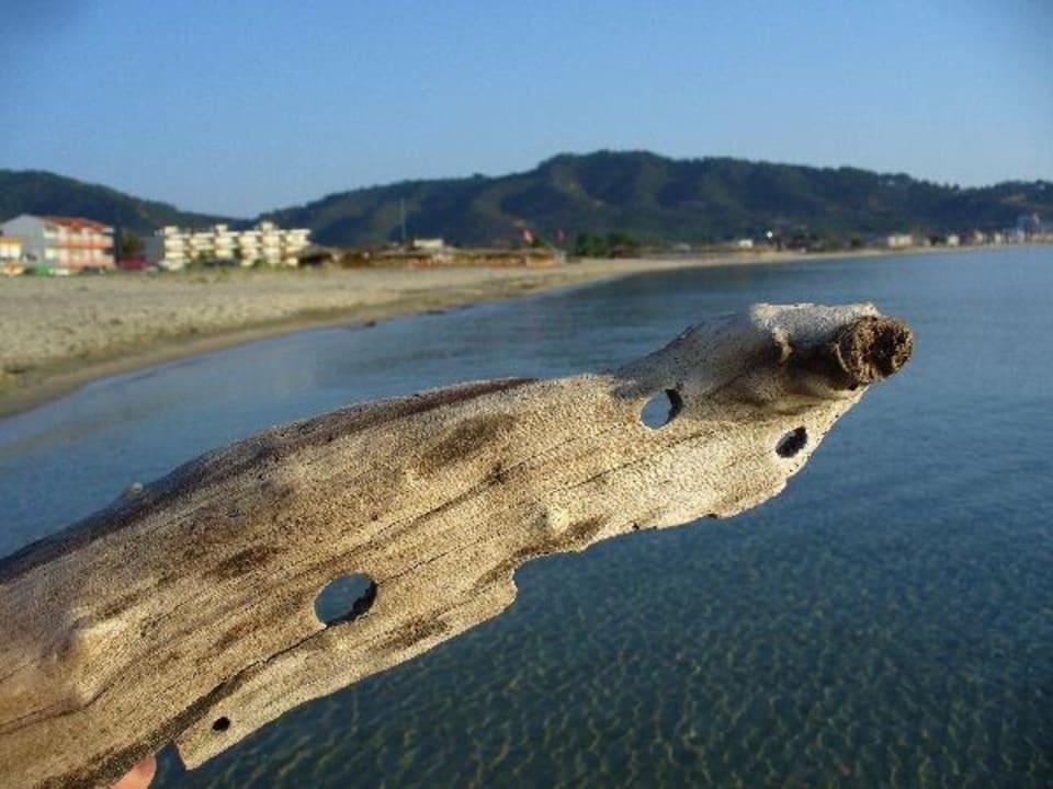 Treibholz am Strand Apollon Xenonas Apparthotel