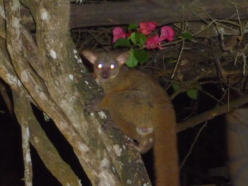 Abendlicher Besucher Neptune Village Beach Resort & Spa