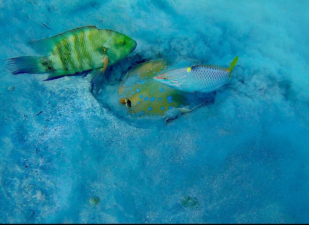 Strand Makadi Spa - Adults only