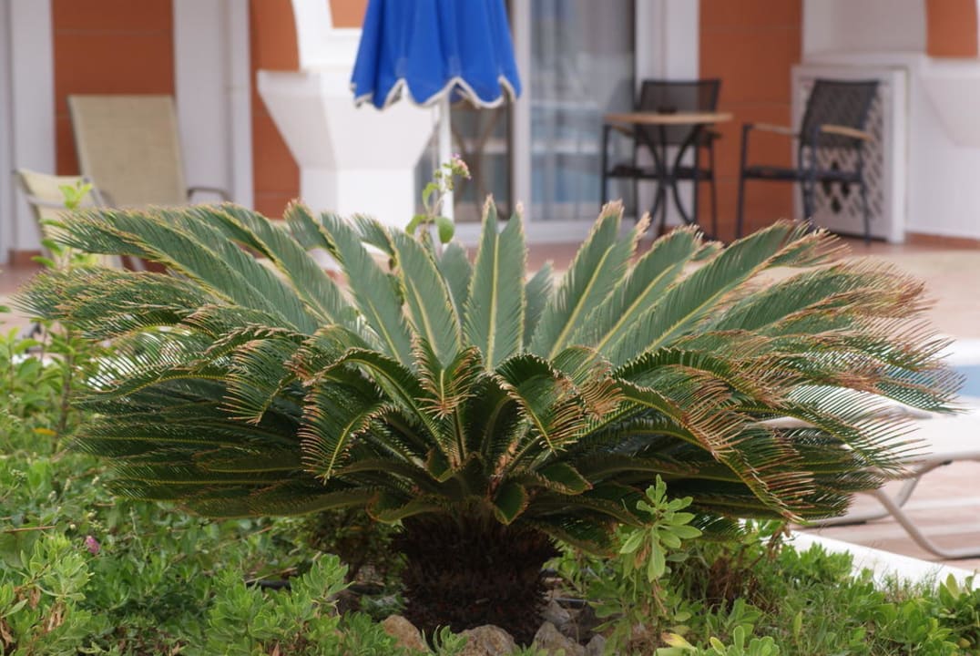 Kleine Palme Porto Bello Royal