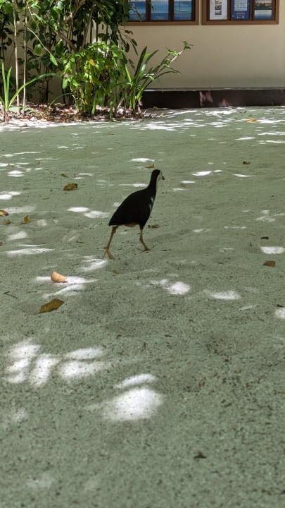 Strand Summer Island Maldives