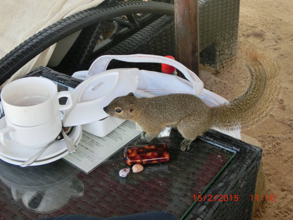 Der Frechdachs holt sich ne Tüte Zucker The Laguna A Luxury Collection Resort & Spa