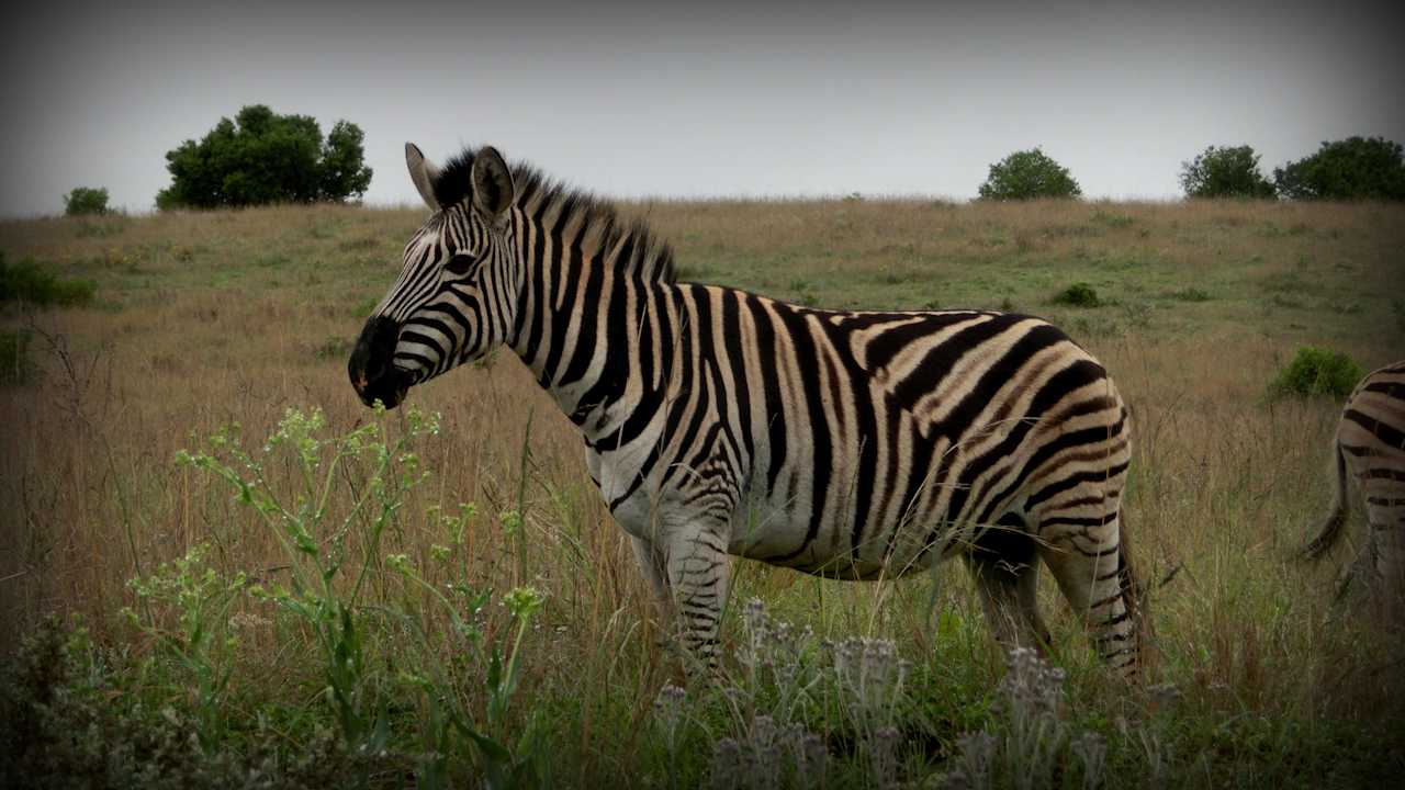 Auf der Pirsch Ntshondwe Camp
