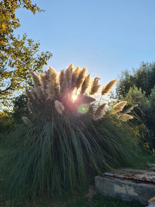 Gartenanlage Anthe Villa 1