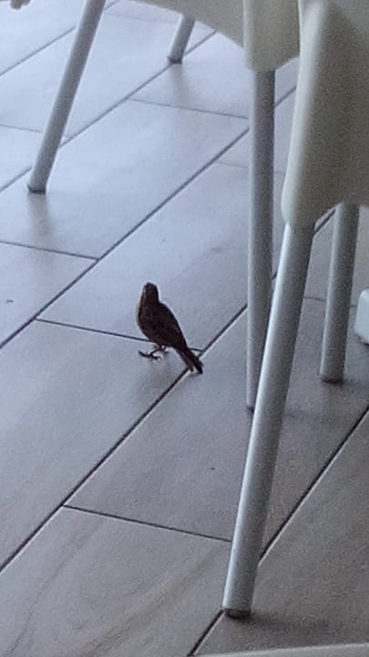 Gastro Grand Paradise Playa Dorada