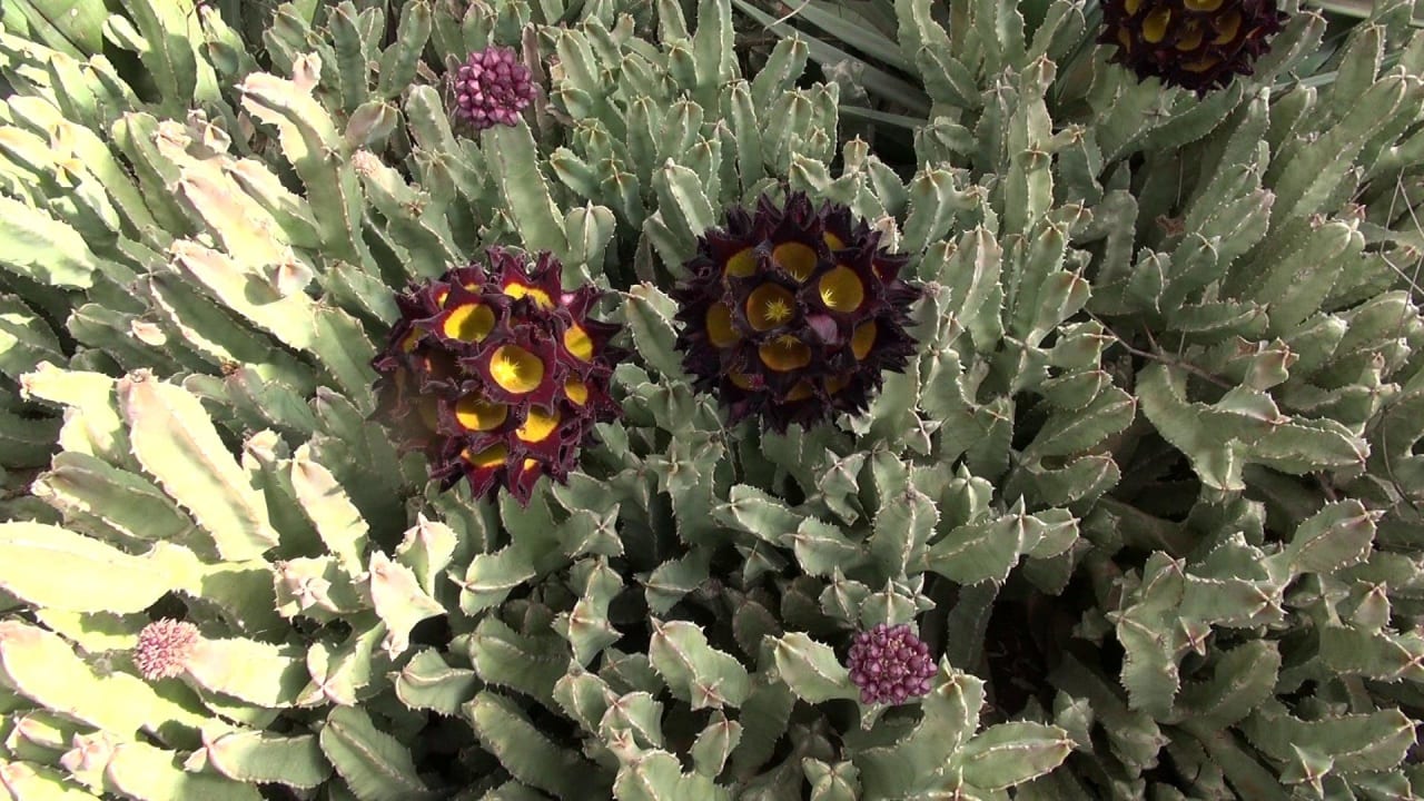 Kaktus Bahari Beach Hotel