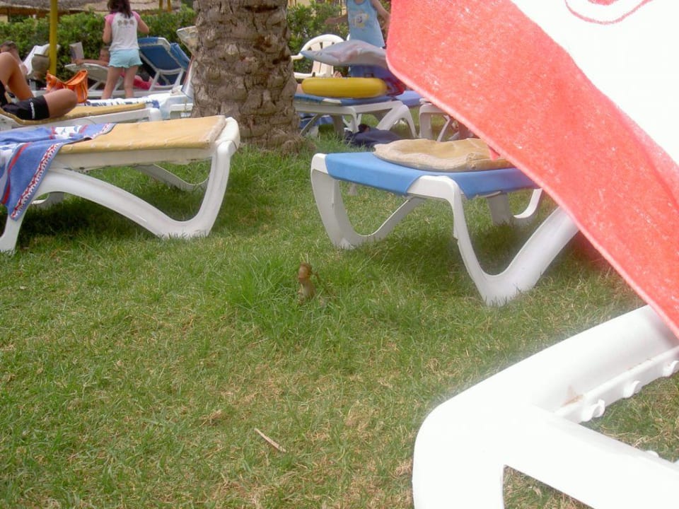 Ups gestolpert Houda Golf & Beach Club