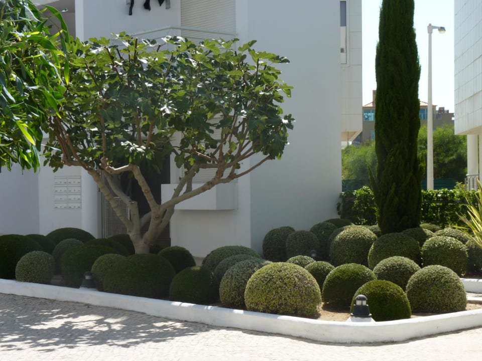 Hotelowa zieleń Golden Club Cabanas