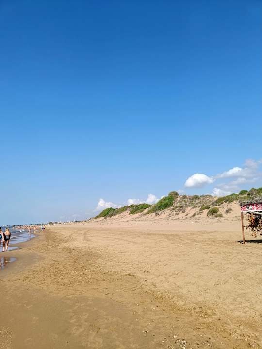 Strand Seashell Vega