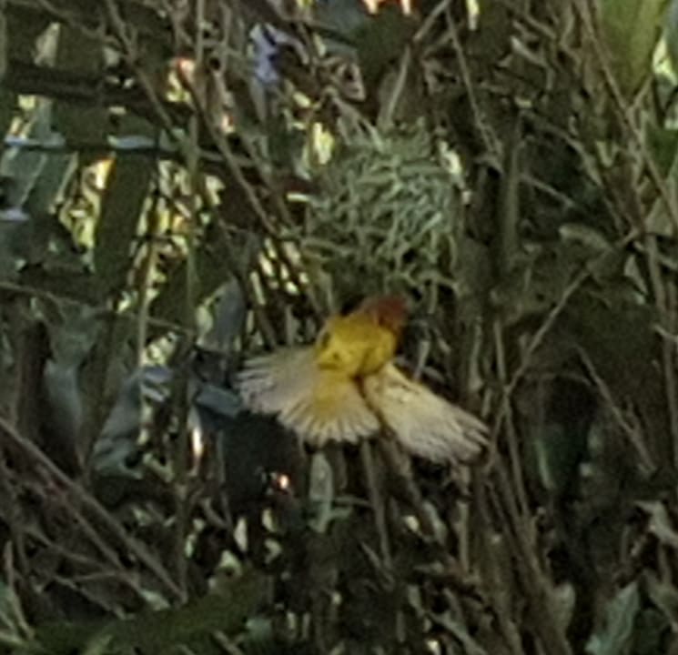 Gartenanlage Bahari Beach Hotel