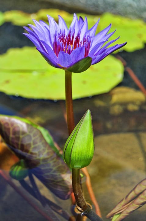Lotusblüte  InterContinental Koh Samui Resort